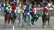 47th and 48th horse-racing meetings 2011 – 28th October and 30th October 